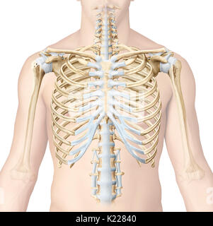The sternocostal joints are the cartilaginous joints that connect the sternum and the ribs (other than the floating ribs). They give the thoracic cage its flexibility, especially for breathing movements. Stock Photo