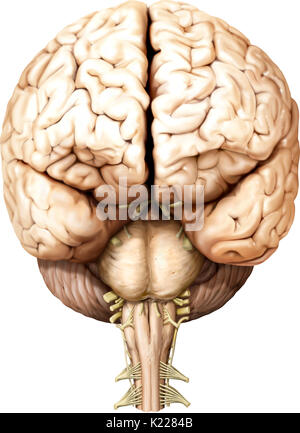 Part of the central nervous system enclosed in the skull, consisting of the cerebrum, cerebellum and brain stem; it is responsible for sensory perception, most movements, memory, language, reflexes and vital functions. Stock Photo