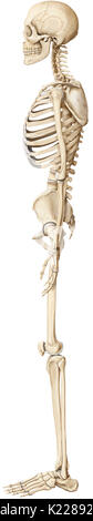 The human skeleton is made up of 206 articulated bones of varying sizes and shapes. Stock Photo