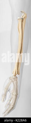 alamy stock photo bones of forearm