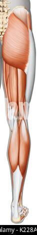 This image shows a posterior view of the muscles of the leg and foot. Stock Photo
