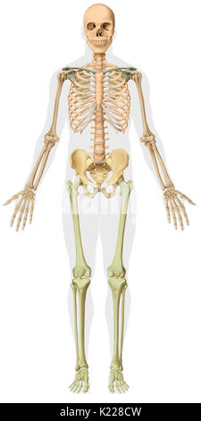 The human skeleton is made up of 206 articulated bones of varying sizes and shapes. Stock Photo