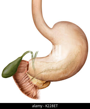 Small intestine, pancreas and stomach Stock Photo - Alamy