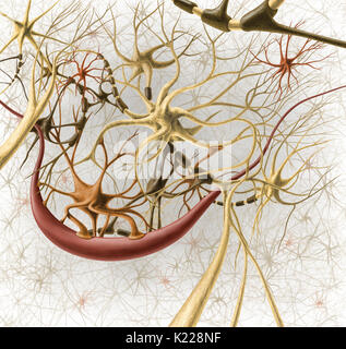 Cell of the nervous system allowing information to be carried in the form of electrical and chemical signals. Stock Photo