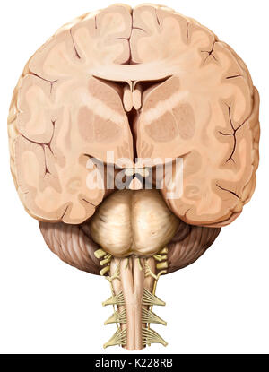 Part of the central nervous system enclosed in the skull, consisting of the cerebrum, cerebellum and brain stem; it is responsible for sensory perception, most movements, memory, language, reflexes and vital functions. Stock Photo