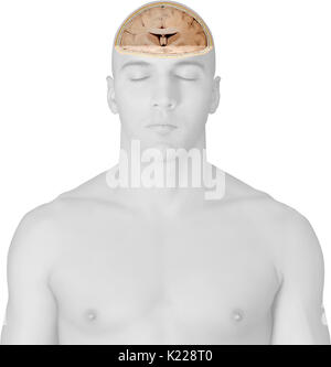 Part of the central nervous system enclosed in the skull, consisting of the cerebrum, cerebellum and brain stem; it is responsible for sensory perception, most movements, memory, language, reflexes and vital functions. Stock Photo