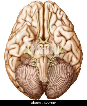 Part of the central nervous system enclosed in the skull, consisting of the cerebrum, cerebellum and brain stem; it is responsible for sensory perception, most movements, memory, language, reflexes and vital functions. Stock Photo