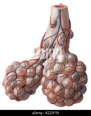 The bronchioles are the narrowest subdivisions of the bronchial tree ...