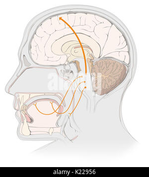 When a taste bud comes into contact with a sapid substance (that has a flavor) dissolved in the saliva, the cells that form the bud generate nerve signals. Sensory nerves route these to the cerebral cortex, where the conscious perception of flavor occurs. Stock Photo