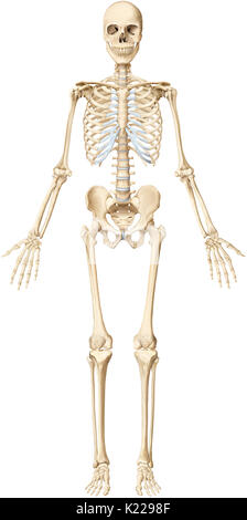 The human skeleton is made up of 206 articulated bones of varying sizes and shapes. Stock Photo