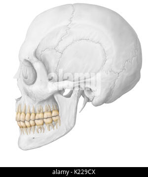 Wisdom teeth are the third molars. They rarely appear before 18 years of age and may even only partially appear or never appear at all. Stock Photo