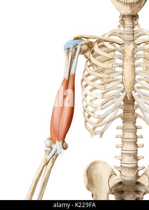Human biceps, illustration Stock Photo - Alamy