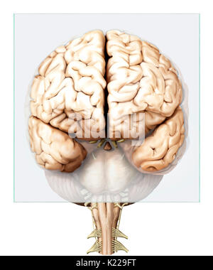 Part of the central nervous system enclosed in the skull, consisting of the cerebrum, cerebellum and brain stem; it is responsible for sensory perception, most movements, memory, language, reflexes and vital functions. Stock Photo