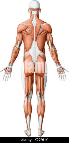 This image shows a posterior view of the main muscles in the human body. Stock Photo