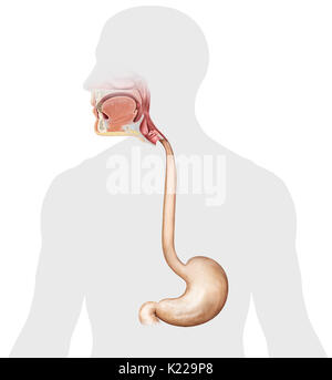 esophagus and stomach cartoon