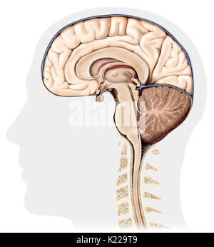 Part of the central nervous system enclosed in the skull, consisting of the cerebrum, cerebellum and brain stem; it is responsible for sensory perception, most movements, memory, language, reflexes and vital functions. Stock Photo