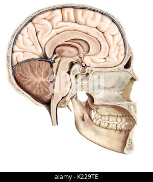 Part of the central nervous system enclosed in the skull, consisting of the cerebrum, cerebellum and brain stem; it is responsible for sensory perception, most movements, memory, language, reflexes and vital functions. Stock Photo