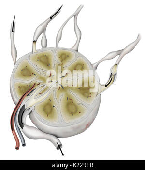 Woman breast cutaway, cross section diagram. lymphatic glands, muscles and  bones. On white background. Anatomy image Stock Photo - Alamy
