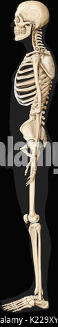 The human skeleton is made up of 206 articulated bones of varying sizes and shapes. Stock Photo