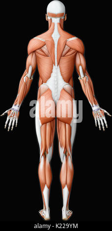 This image shows a posterior view of the main muscles in the human body. Stock Photo