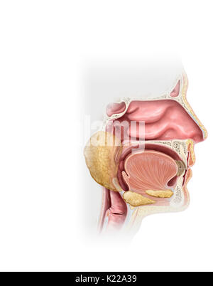 When a taste bud comes into contact with a sapid substance (that has a flavor) dissolved in the saliva, the cells that form the bud generate nerve signals. Sensory nerves route these to the cerebral cortex, where the conscious perception of flavor occurs. Stock Photo