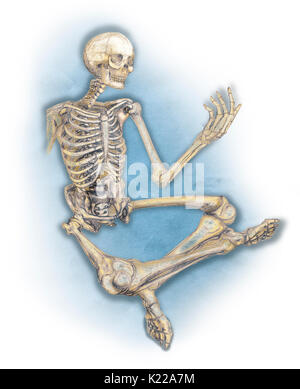 The human skeleton is made up of 206 articulated bones of varying sizes and shapes. Stock Photo