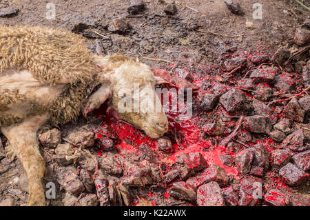 Dead sheep head lying on blood sacrificed for Eid Al-Adha Dead sheep head lying on blood sacrificed for Eid Al-Adha