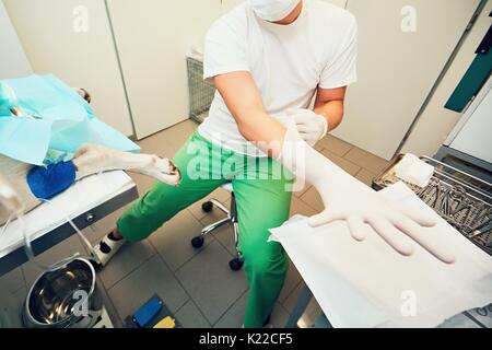 Old labrador retriever in animal hospital. Veterinarian is preparing for a dog surgery. - selective focus Stock Photo
