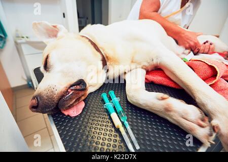 Old labrador retriever in veterinary clinic. Ill dog lying on the examination table. Stock Photo