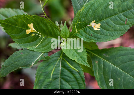 Small balsam /  small-flowered touch-me-not (Impatiens parviflora) in flower Stock Photo