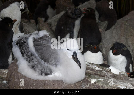 Immature Black-browed albatross Diomedea melanophrys sitting on nest  with Rockhopper Penguin Eudyptes crestatus moulting West Point Island Falklands  Stock Photo