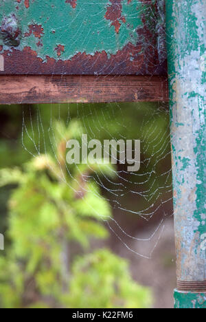 Spiderwebs built on the back of an old weathered sign Stock Photo