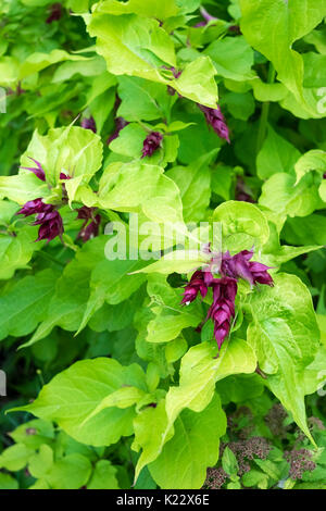 Leycesteria Formosa, Golden Lanterns, during summer (August) flowering period. Also known as Himalayan Honeysuckle. Stock Photo