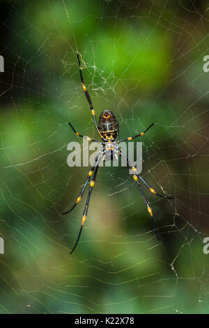 Nephila pilipes (northern golden orb weaver or giant golden orb weaver is a species of golden orb-web spider. Seen at Watson's bay, Sydney, Australia. Stock Photo