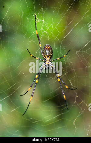 Nephila pilipes (northern golden orb weaver or giant golden orb weaver is a species of golden orb-web spider. Seen at Watson's bay, Sydney, Australia. Stock Photo