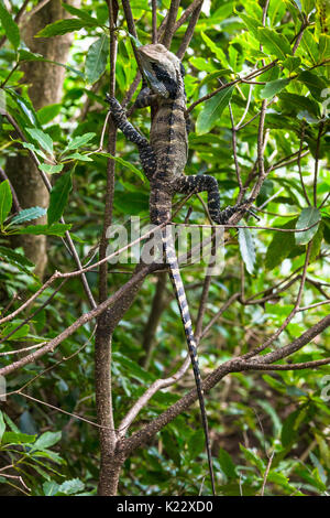 Australian water dragon (Physignathus lesueurii) clinging to a tree at Shelly Headland in Manly, Sydney, Australia. Stock Photo