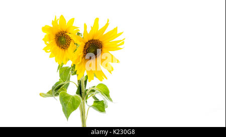 Sunflowers (Helianthus annuus) isolated on white background, studio floral composition Stock Photo