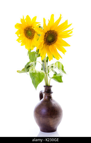 Sunflowers (Helianthus annuus) isolated on white background, studio floral composition in a vase Stock Photo