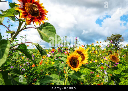 Tall sunflowers on sunny colorful flower meadow Stock Photo