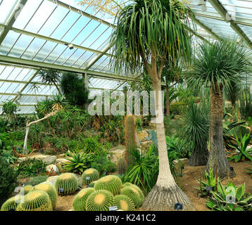 Desert plants inside the Princess of Wales conservatory Royal Botanic Gardens, Kew, London, England, UK Stock Photo