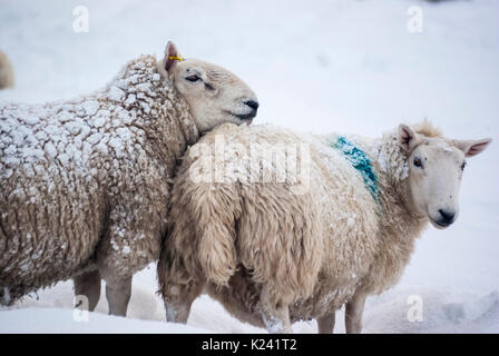 Ram / tup and Ewe of North Country Cheviot Sheep in  snow on  winters day, Rogart, Sutherland, Highlands, Scotland, UK Stock Photo
