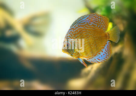 small black and yellow striped fish swimming in coral reef in the sea ...