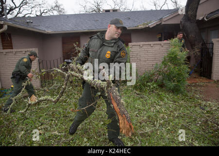 U.S Border Patrol agents work on removing a fallen tree as they clear debris from homes in the aftermath of Hurricane Harvey August 28, 2016 in Rockport, Texas. Tiny Rockport was nearly destroyed by Hurricane Harvey as it came ashore as a Category 4 storm with 130mph winds. Stock Photo