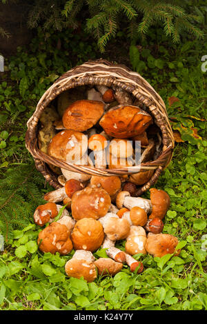 Beautiful Landscape With Edible Mushrooms In Wicker Basket In Forest. White Mushrooms Boletus Edulis. Harvesting Mushrooms. Top View. Stock Photo