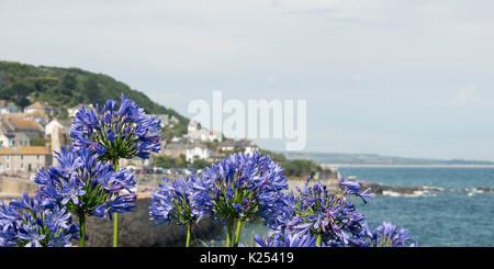 Gardens in the Pretty Fishing Village of Mousehole in Cornwall Stock Photo