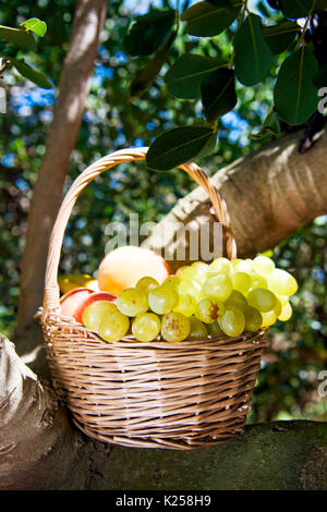 closeup of a rustic basket full of fruit freshly collected in an organic orchard, placed on the branches of a tree Stock Photo