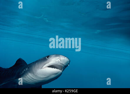 Tiger Shark (Galeocerdo cuvier). Egypt, Red Sea.  This image has been digitally altered to remove distracting or to add more interesting background. T Stock Photo