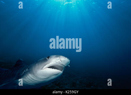 Tiger Shark (Galeocerdo cuvier). Egypt, Red Sea.  This image has been digitally altered to remove distracting or to add more interesting background. T Stock Photo