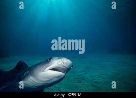 Tiger Shark (Galeocerdo cuvier). Egypt, Red Sea.  This image has been digitally altered to remove distracting or to add more interesting background. T Stock Photo