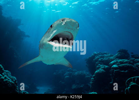 Tiger Shark (Galeocerdo cuvier). Egypt - Red Sea.  This image has been digitally altered to remove distracting or to add more interesting background.  Stock Photo